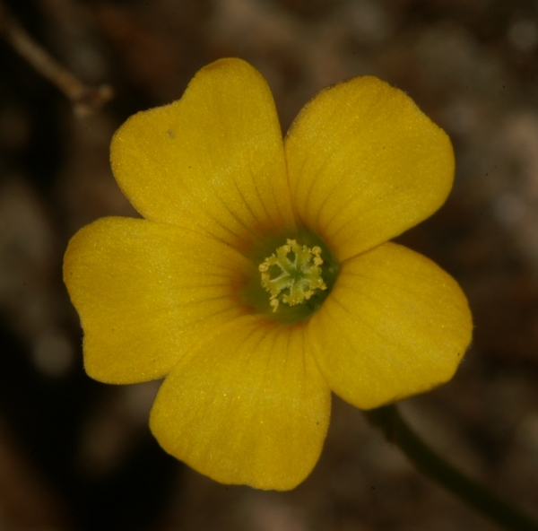 Oxalis Perennans
